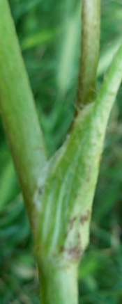 Ranunculus sardous / Ranuncolo sardo